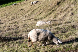 DSC_3888